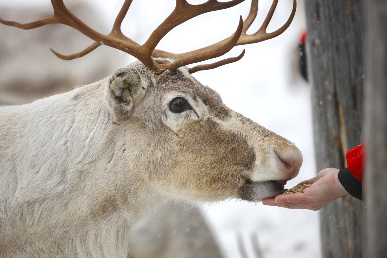 Feeding Reindeer