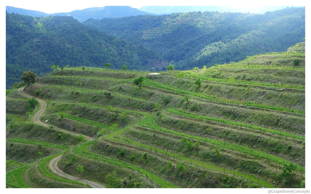Priorat terraced vineyards 2014