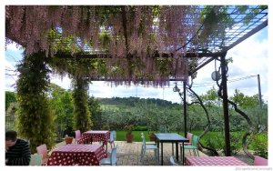 Priorat wisteria covered patio clos figueras 2014