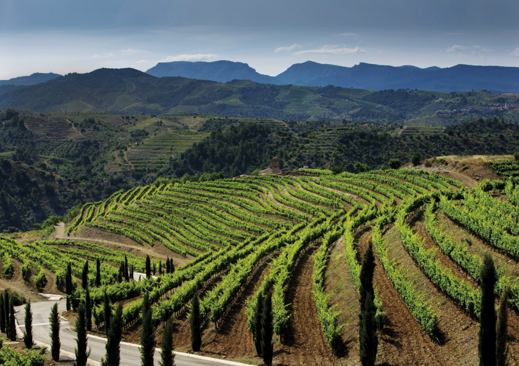 Torres Priorat Vineyards