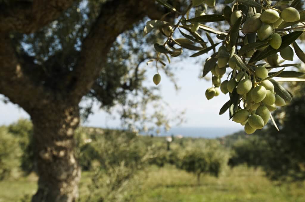 Best Olive Oil