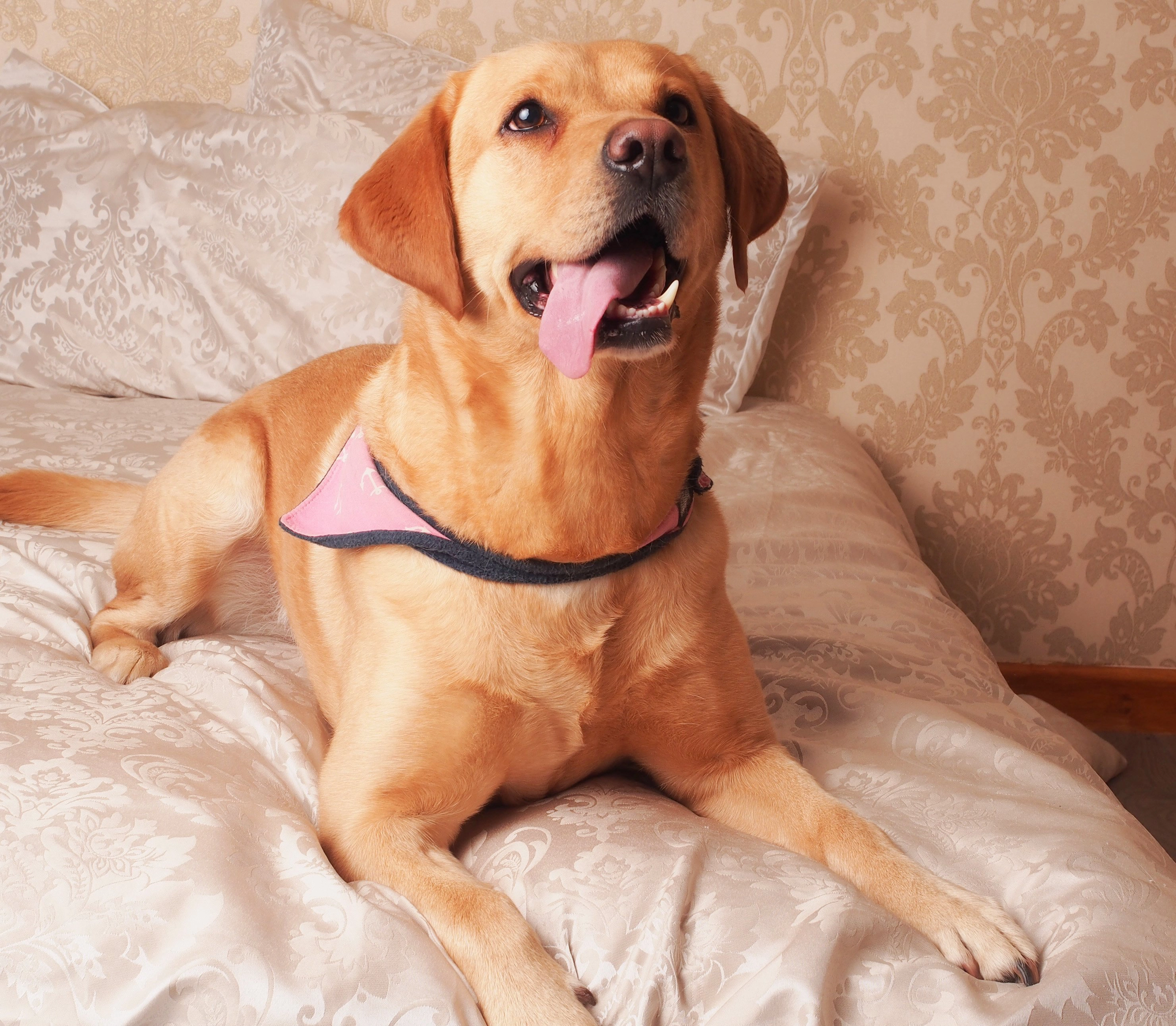 Dog Photography