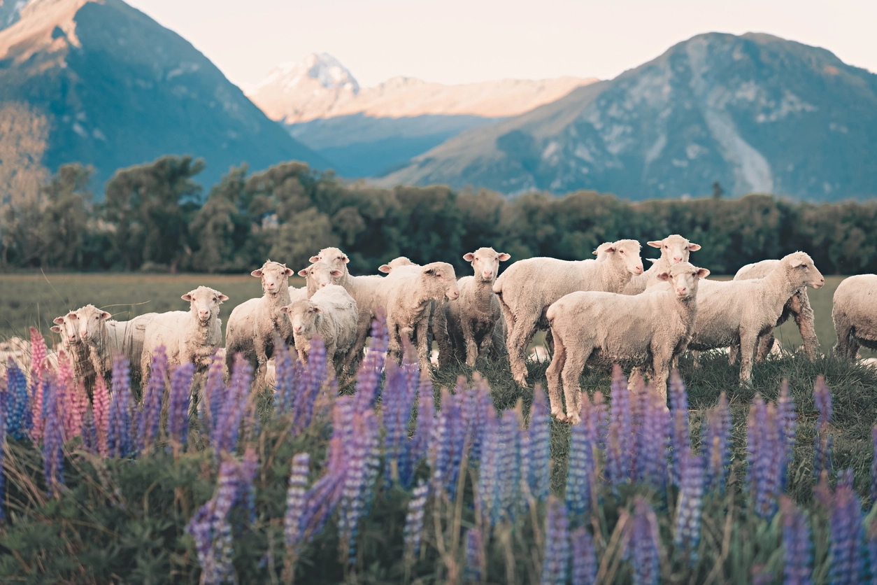 New Zealand Vacation