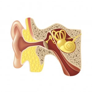 Ear Anatomy