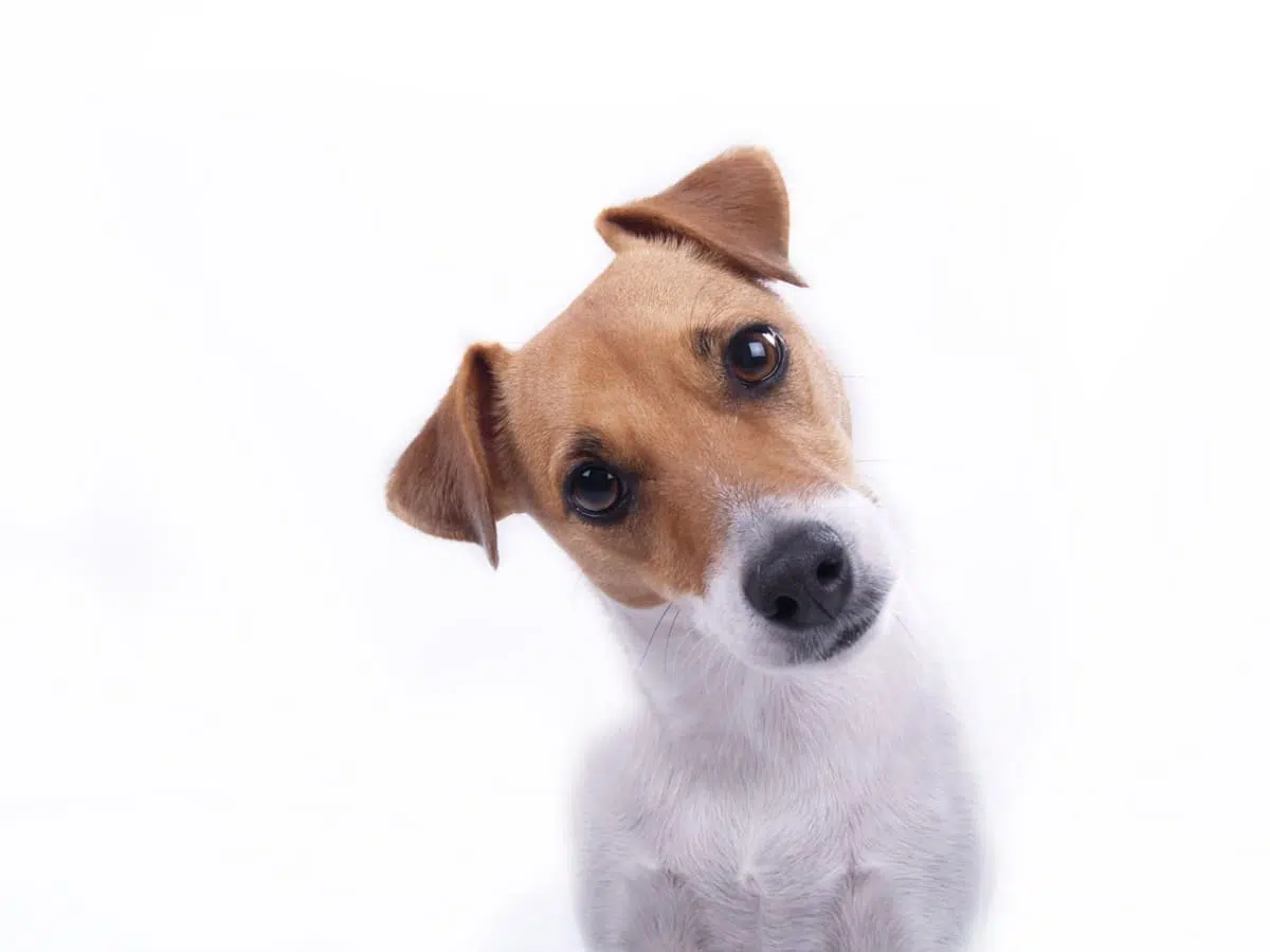 Jack russell terrier