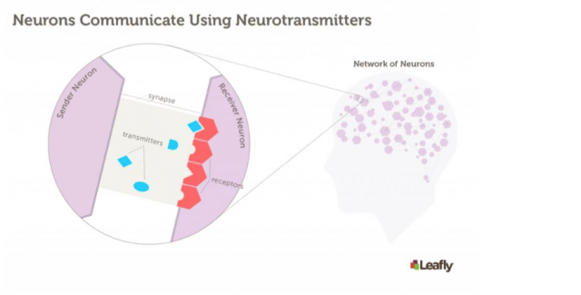 Neaurons Comminicating with Neurotransmitters