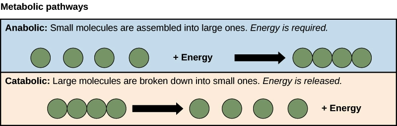 Catabolic vs Anabolic Reactions