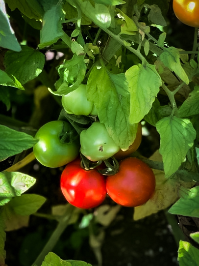 Organic gardening produces the best tasting tomatos