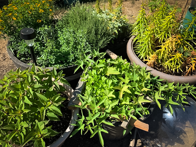 plan your plot for organic gardening in the winter