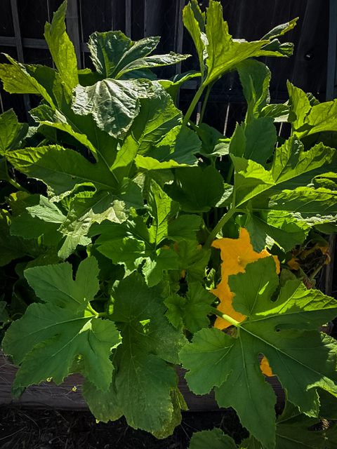 squash produced from organic gardening