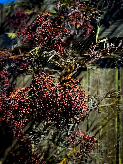 Elderberry Bush organic gardening