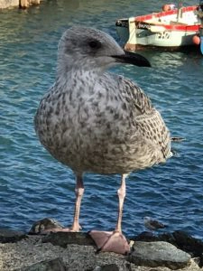 Seeing the wildlife is part of the joy of sailing.