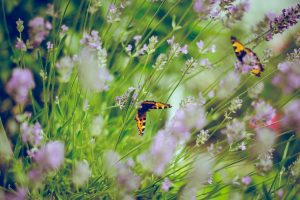 Butterflies and other pollinators experience the health benefits of gardening organically, too