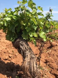 A 60-year old vine at Markou Vineyards