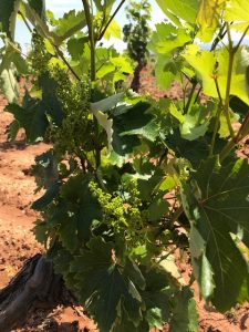 A bud breaks at the Savatiano vineyard