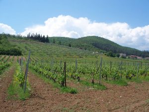 The vineyards in Greece provide some of the best Mediterranean wines. 