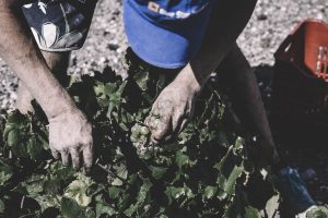 A grape pickers works to prepare grapes for harvest at Acroterra Vineyard.