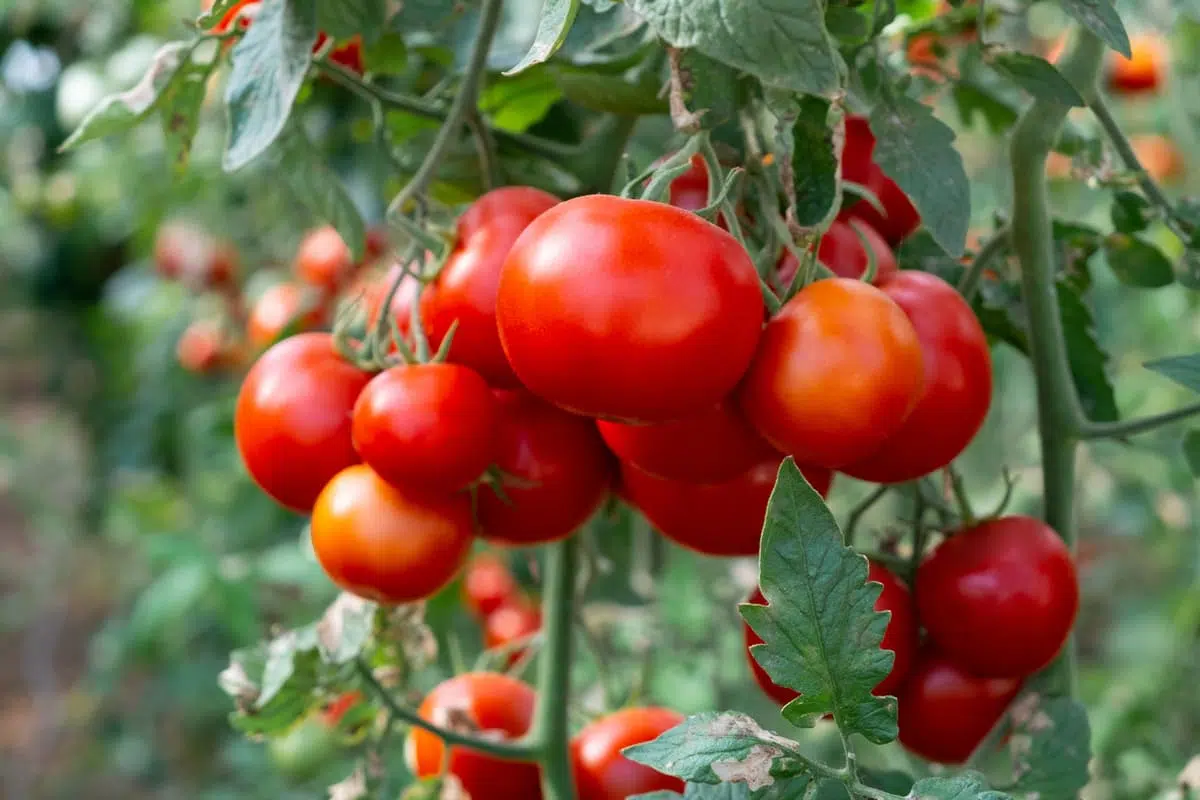 Tomatoes on the vine