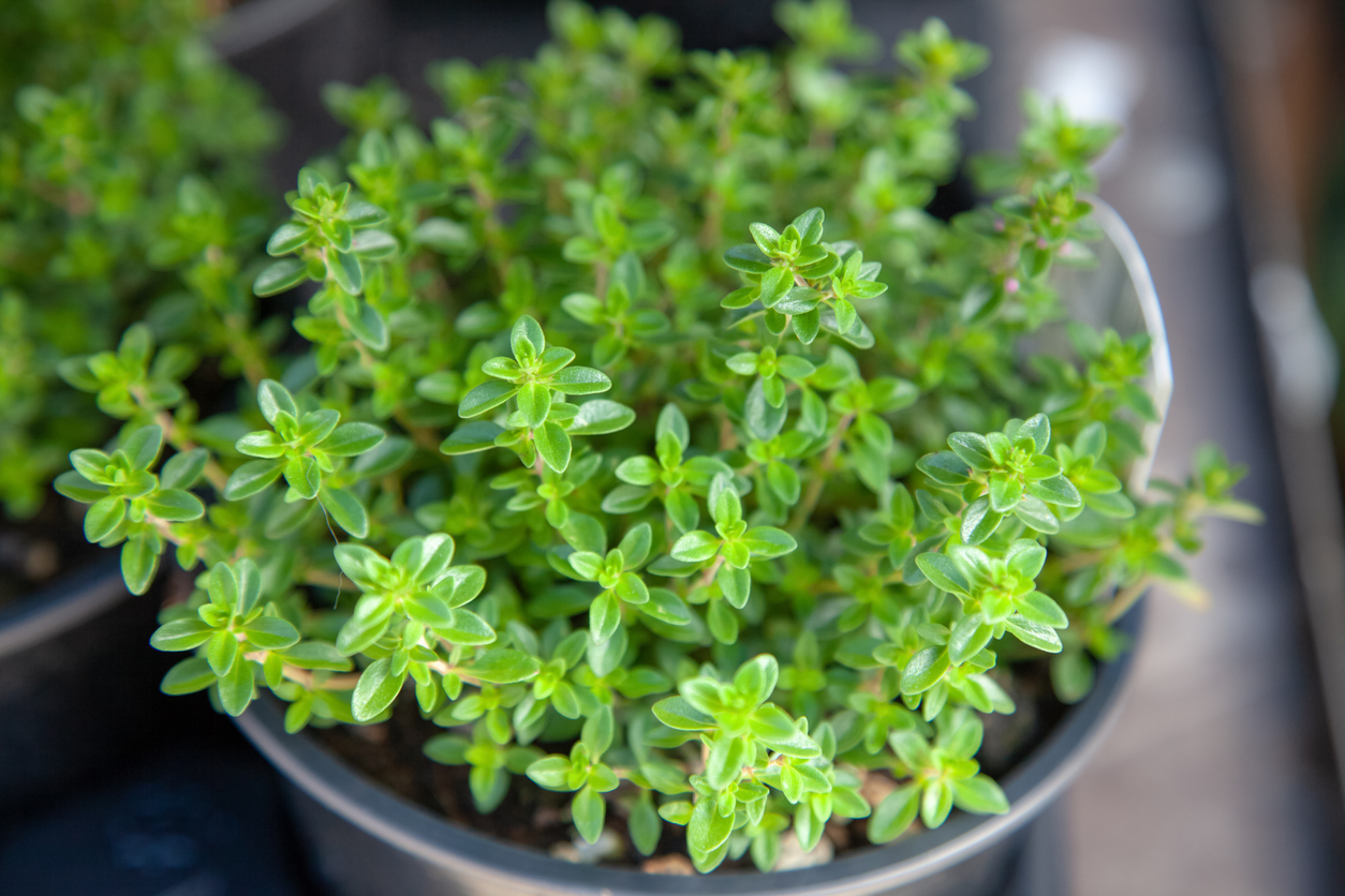 indoor herb gardening: thyme