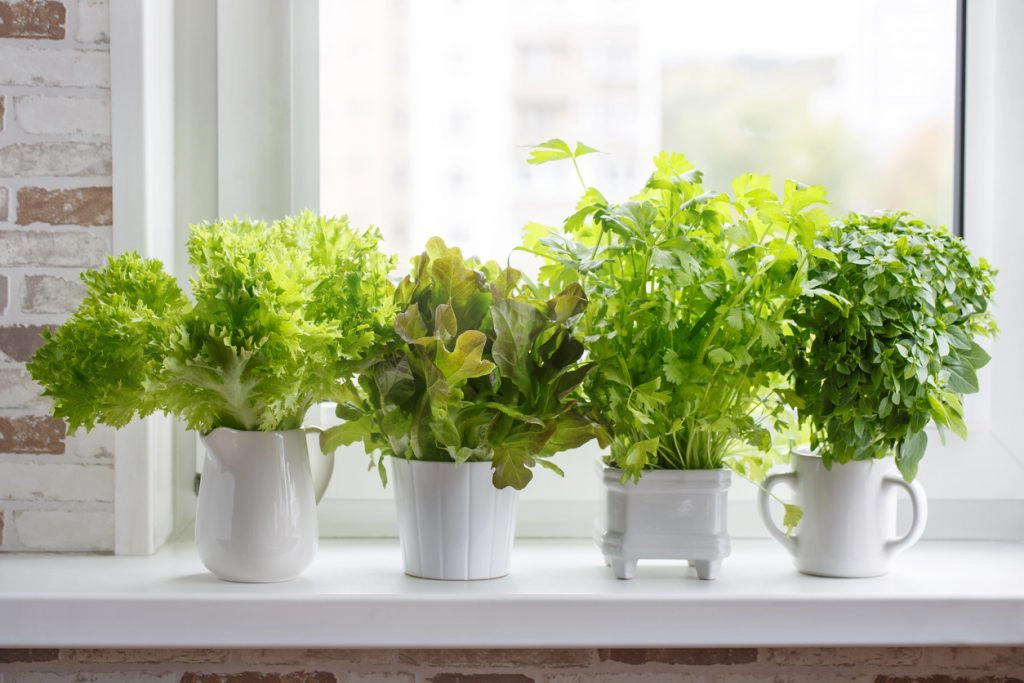 herbs for stress and anxiety