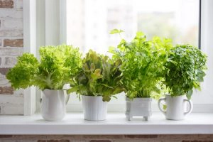 herbs for stress and anxiety