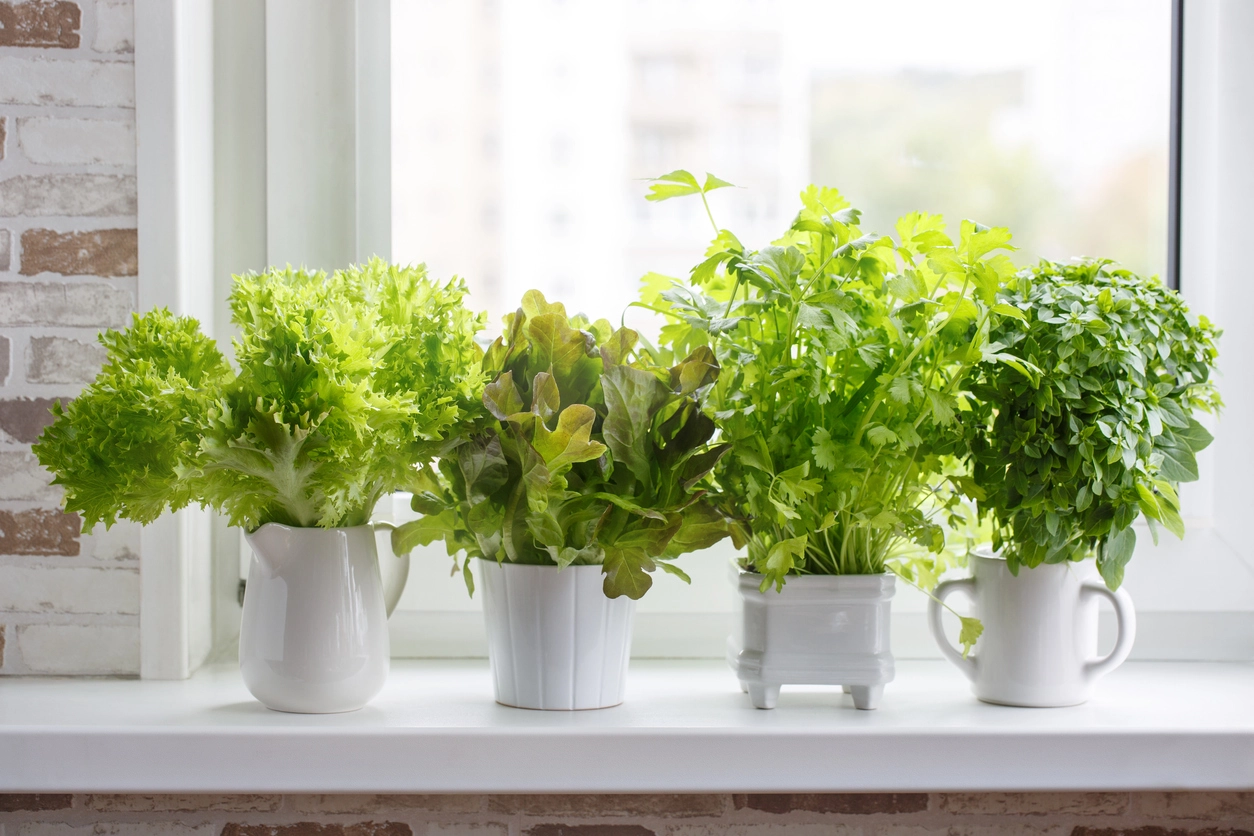herbs for stress and anxiety