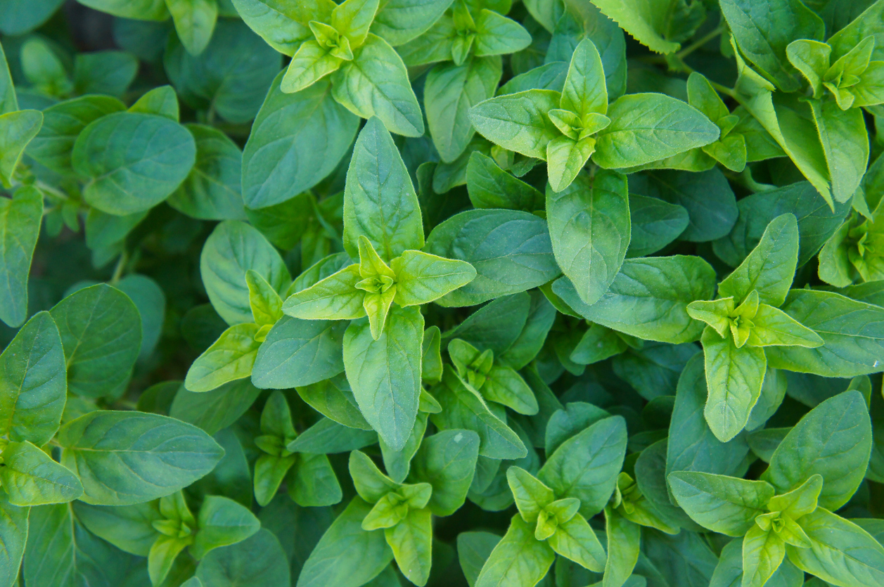 indoor herb gardening: oregano