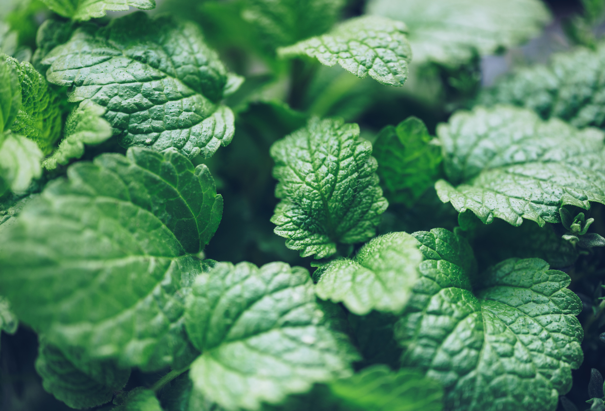 mint
