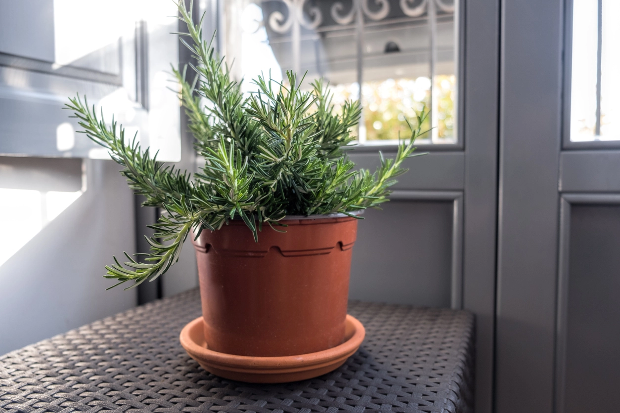 Benefits of using rosemary for stress and anxiety