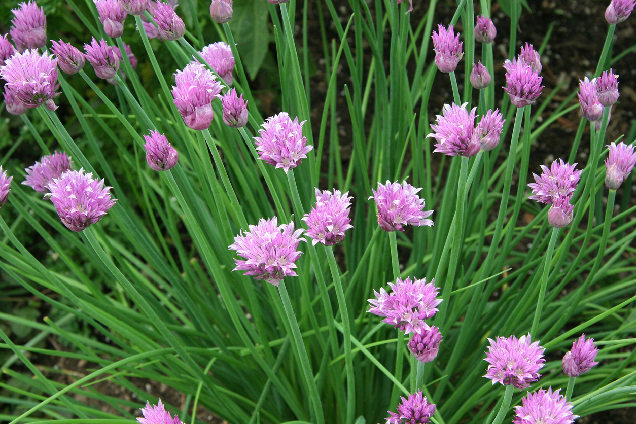 indoor herb gardening: chives