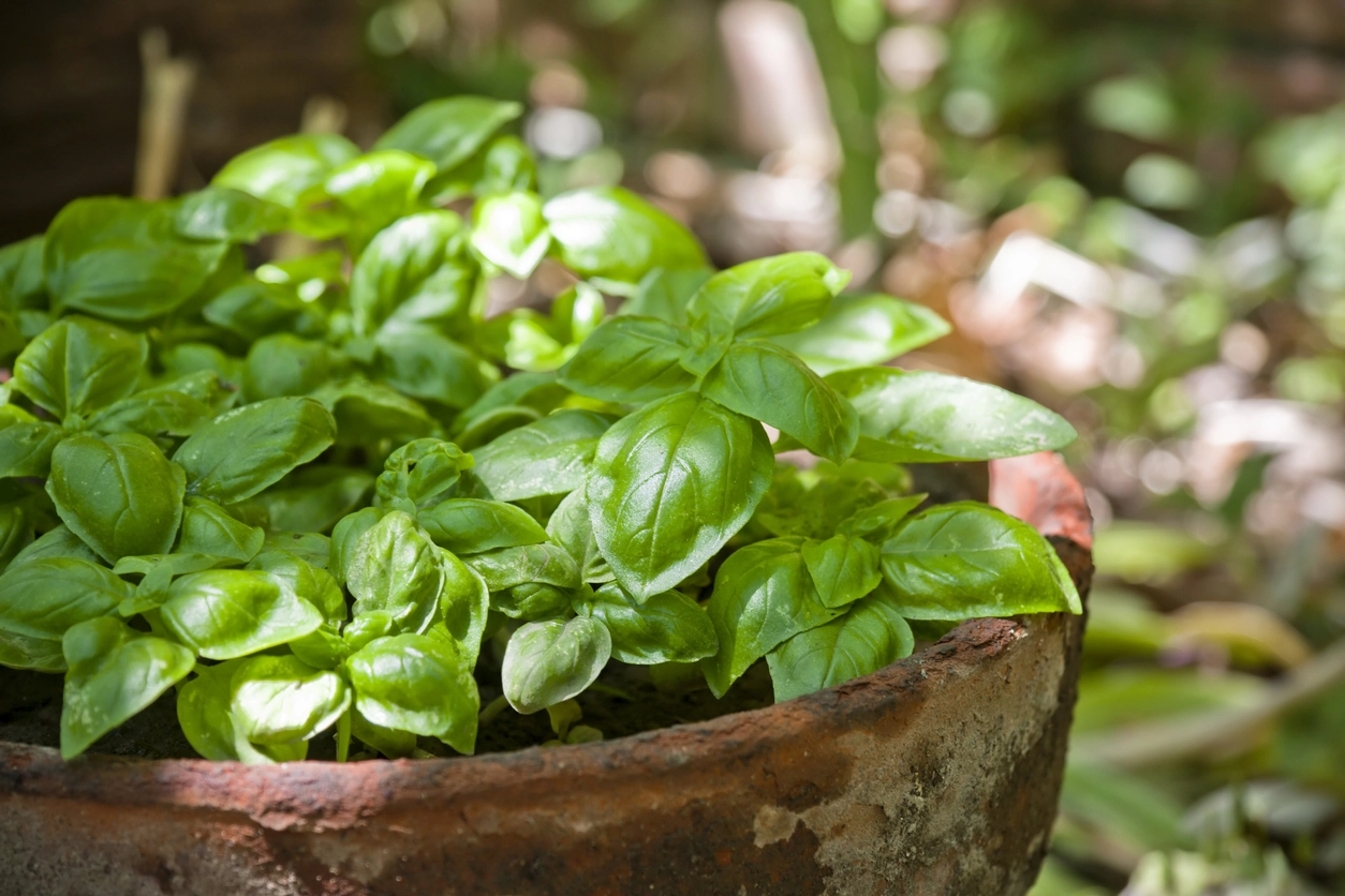 indoor herb gardening: basil