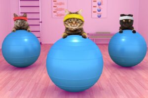 Easy Ways to Train Your Cat