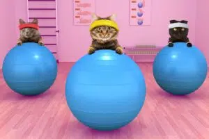 Easy Ways to Train Your Cat