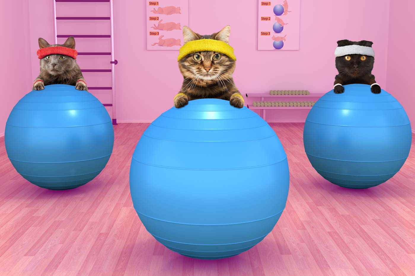 Easy Ways to Train Your Cat