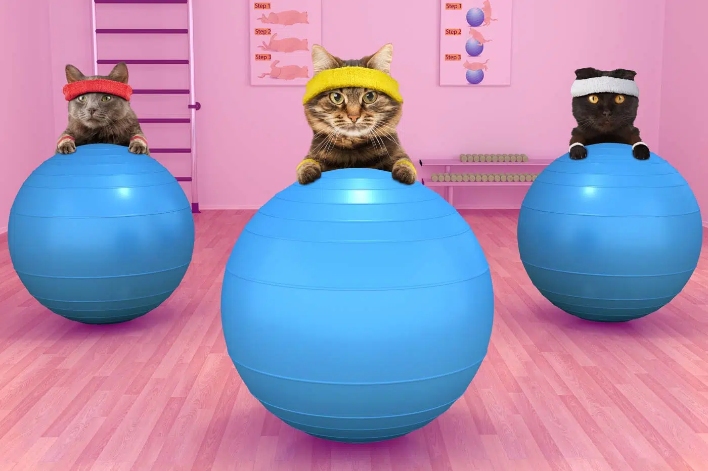 Easy Ways to Train Your Cat