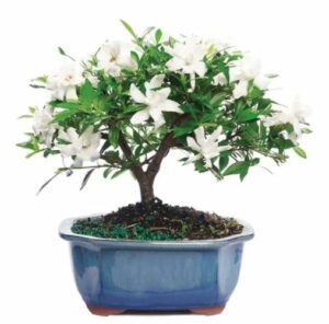 Gardenia Bonsai Potted Plant