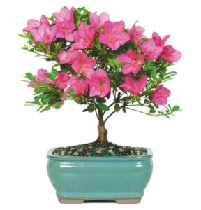Pink Azalea Bonsai
