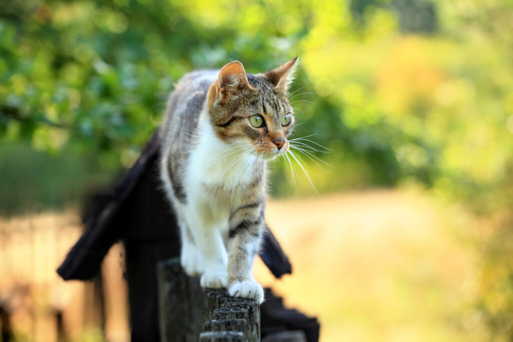 Cat walking on fence