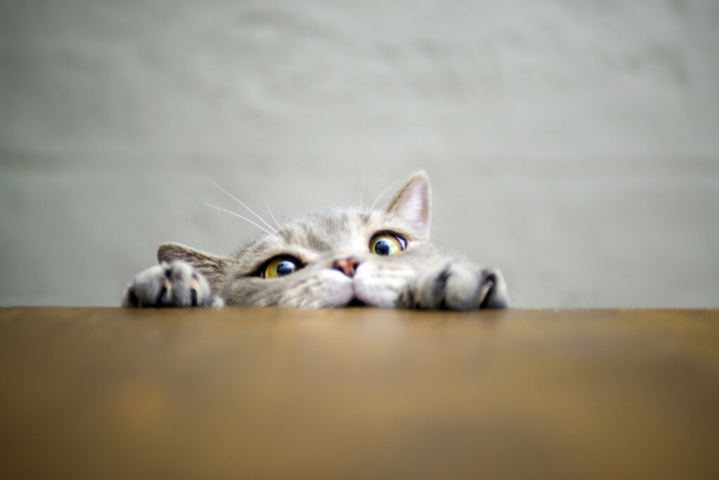 Big-eyed naughty obese cat showing paws on wooden table
