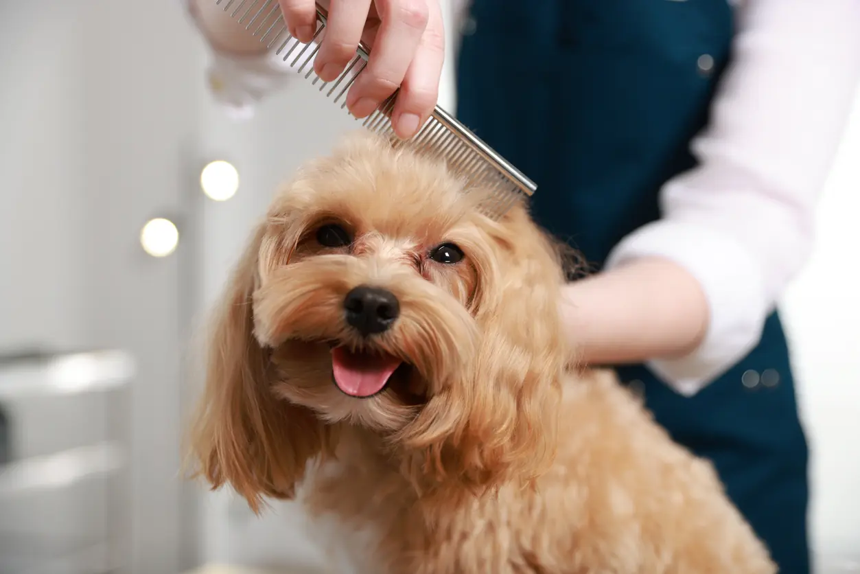 Woman brushing dog's hair with comb indoors, closeup. Pet grooming. Pet Care: Nixall Pro VetResponse Skin + Coat Grooming Solution