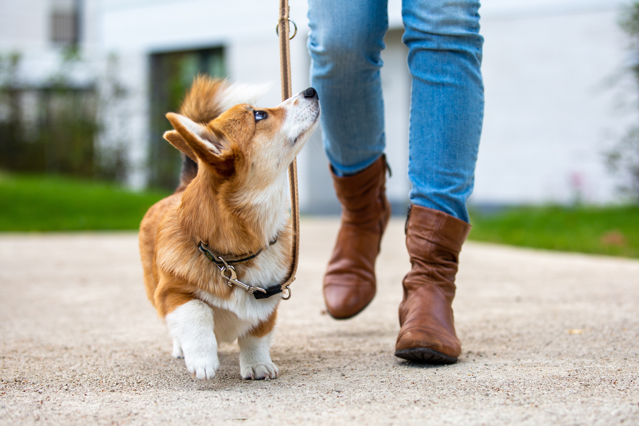 Pet or house sitting can be a great flexible career for women over 50
