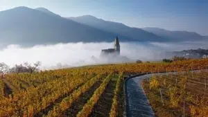 Wachau-Gorge