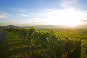 Vineyard