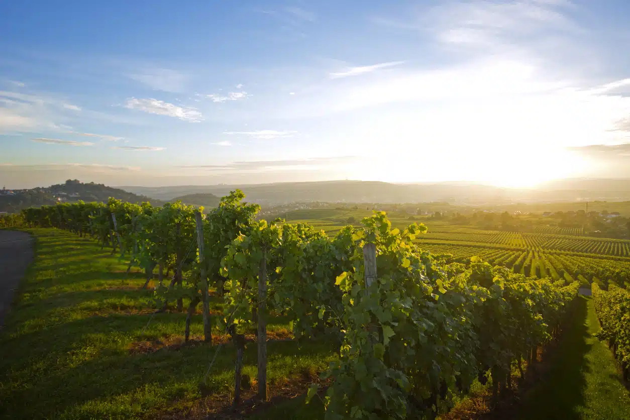 Vineyard