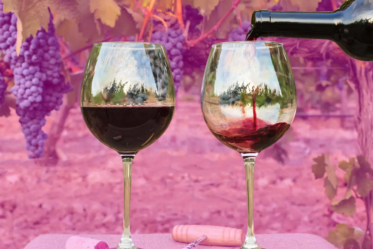 Best Organic Wines