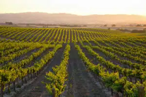Wine Vineyard