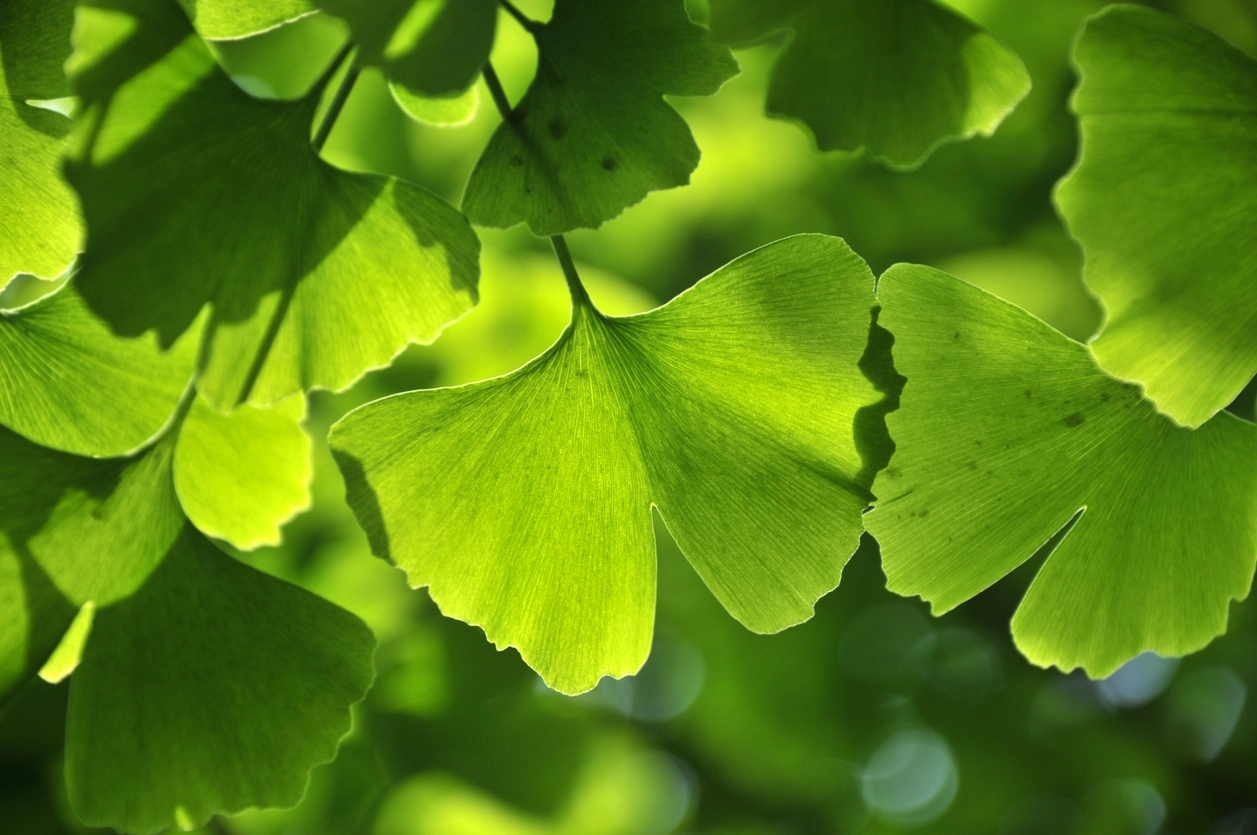 Gingko Biloba and anti-aging