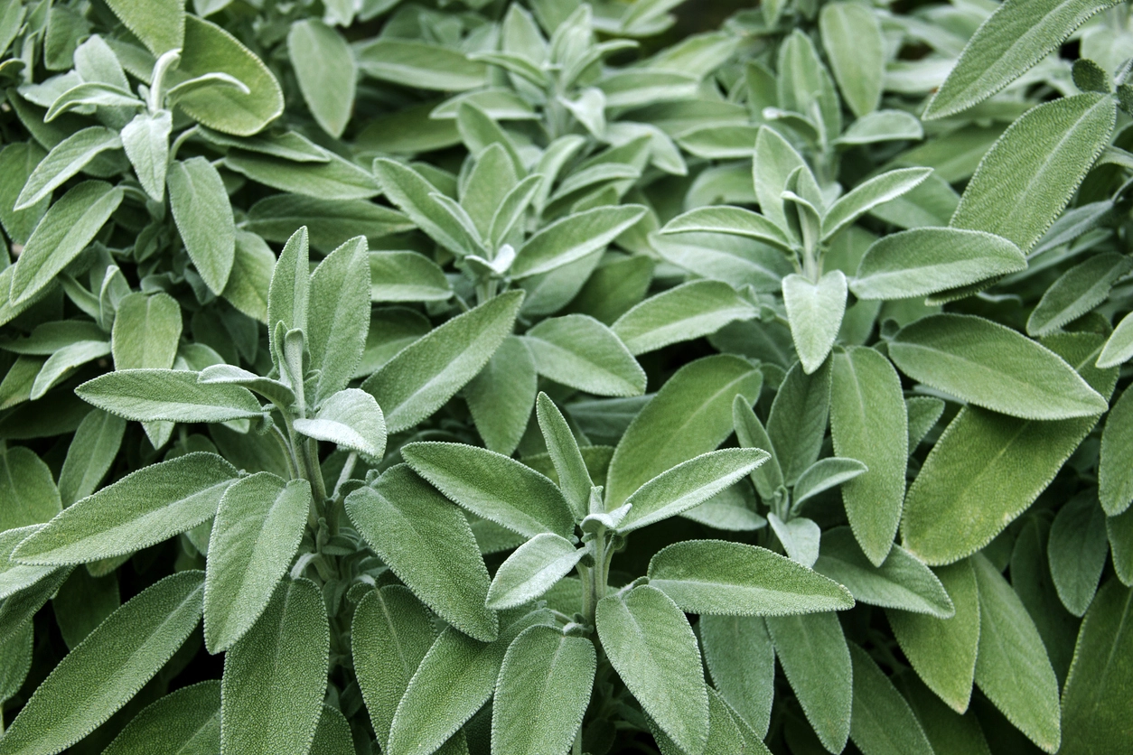 Sage anti-aging benefits