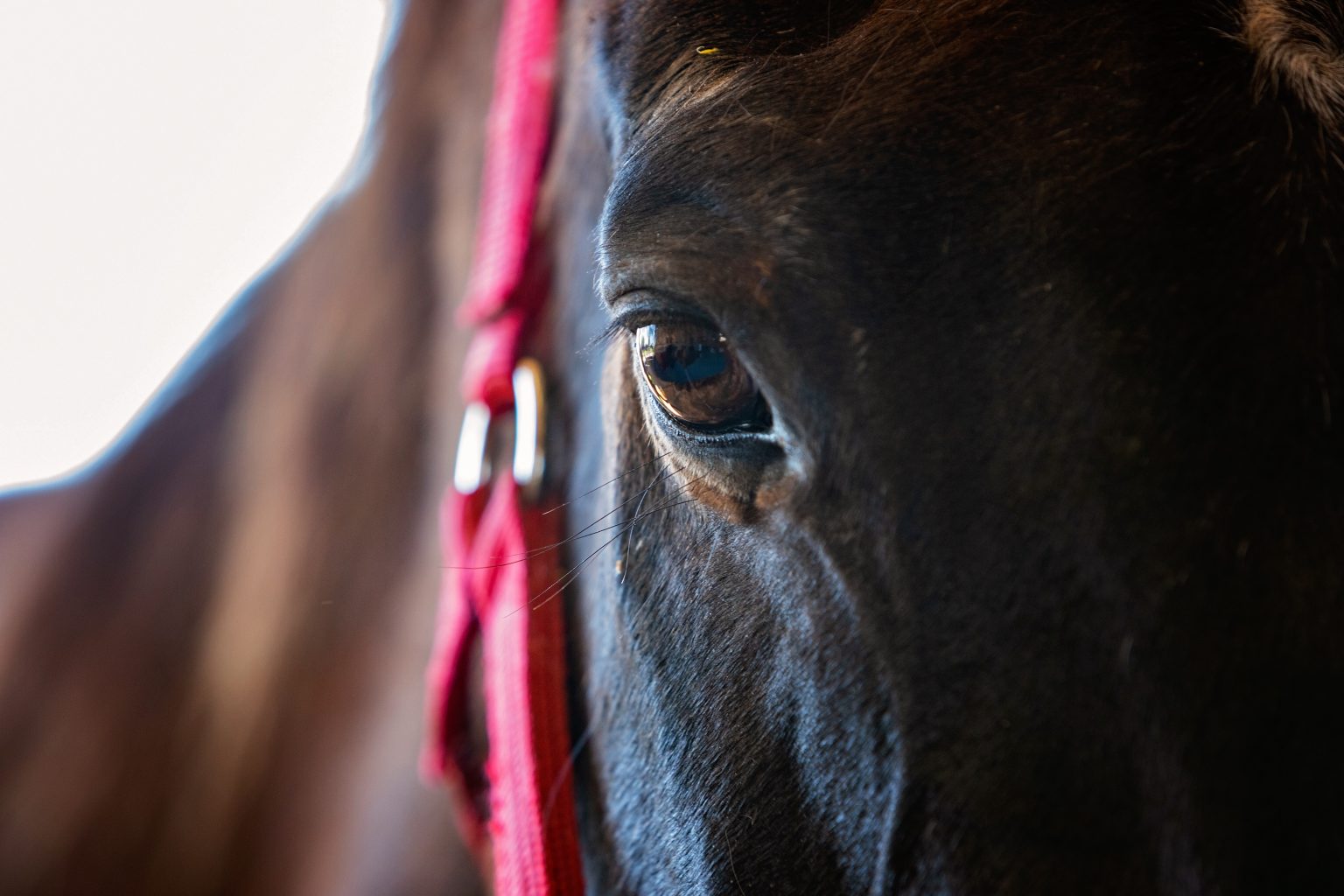 ROCK Equine Therapy Horse