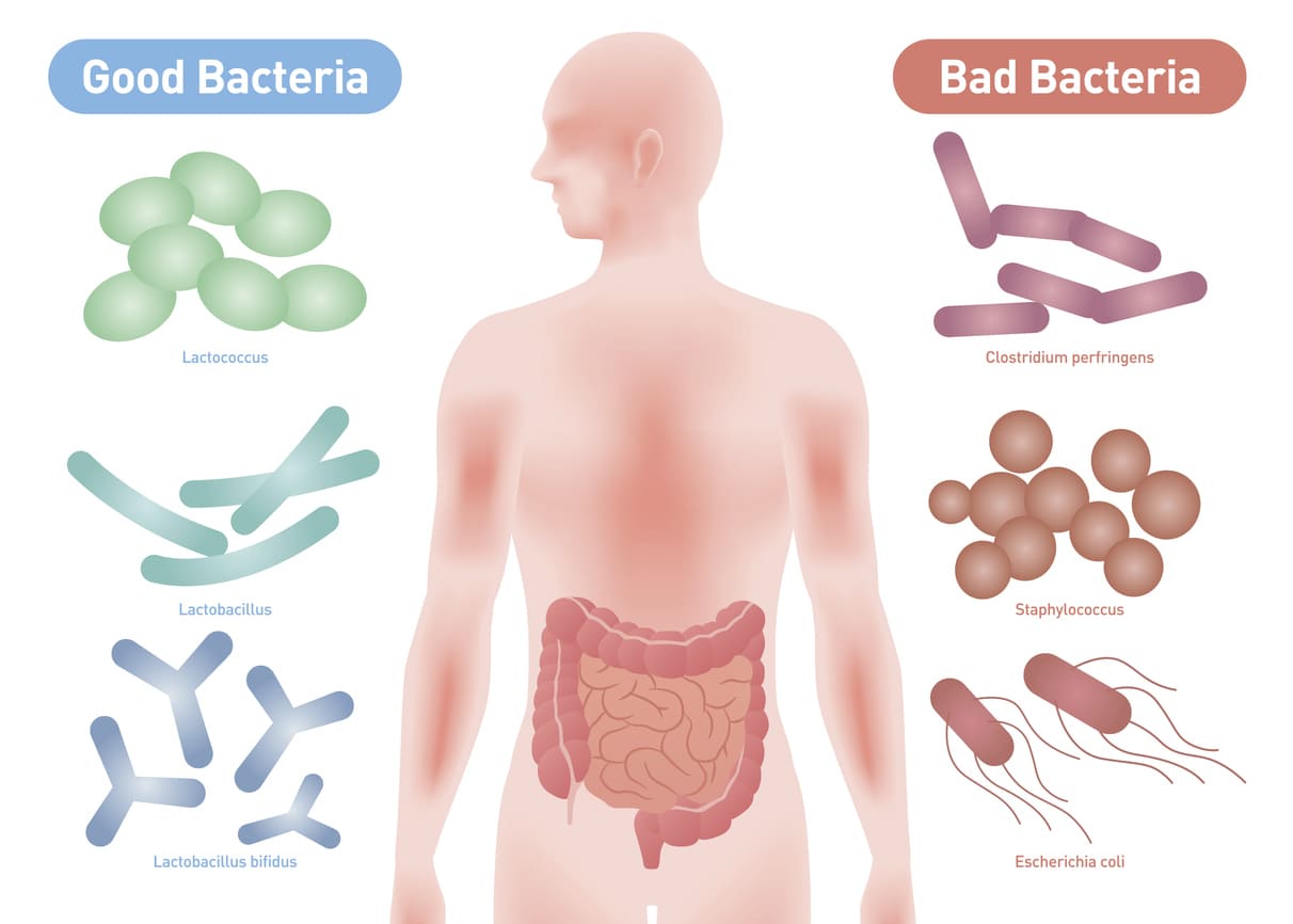 Good bacteria and bad bacteria in the gut